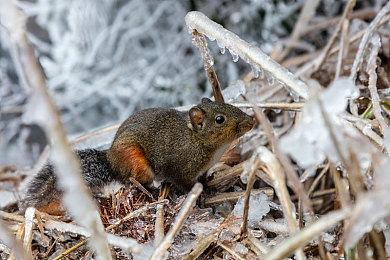 《Jump King Quest》9月登陆Steam 高难度跳跃系动作